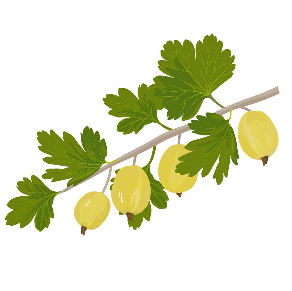 Gooseberry berry vector stock illustration. A garden plant with green leaves and yellow fruits. On a branch. Isolated on a white background.