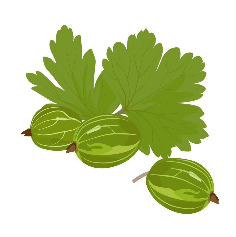 Ilustración de stock de vector de baya de grosella espinosa. una planta de jardín con hojas verdes y frutos amarillos. en una rama Aislado en un fondo blanco.