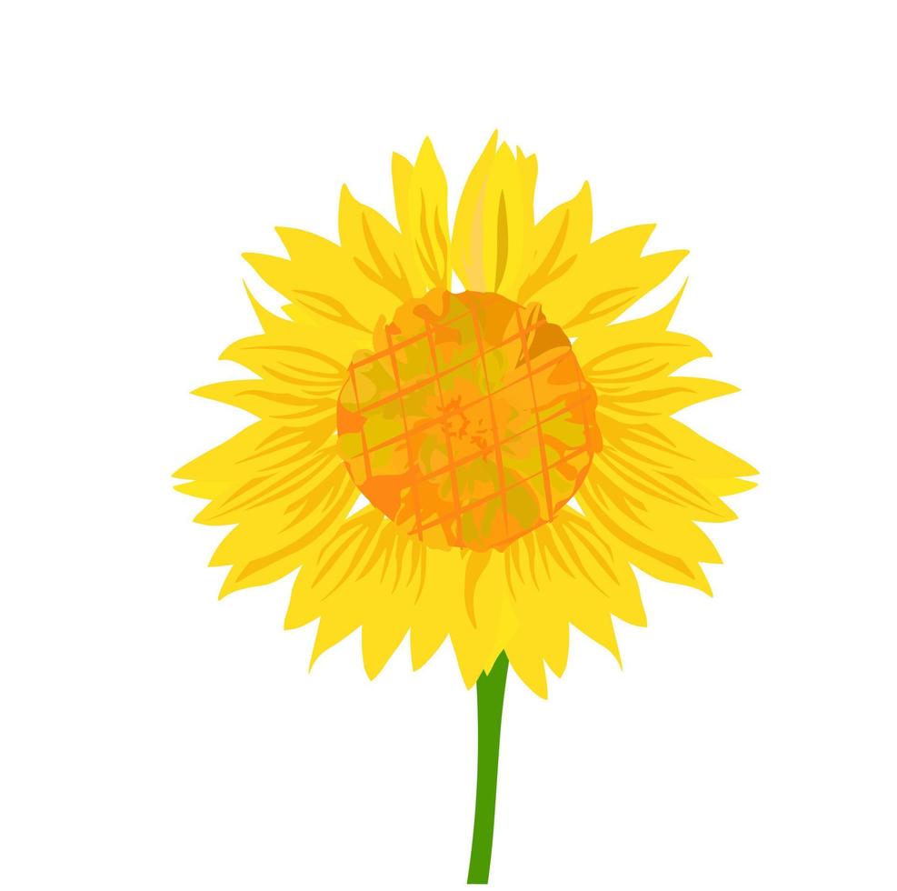 Sunflower vector stock illustration. Yellow flower leaves close-up. Isolated on a white background.