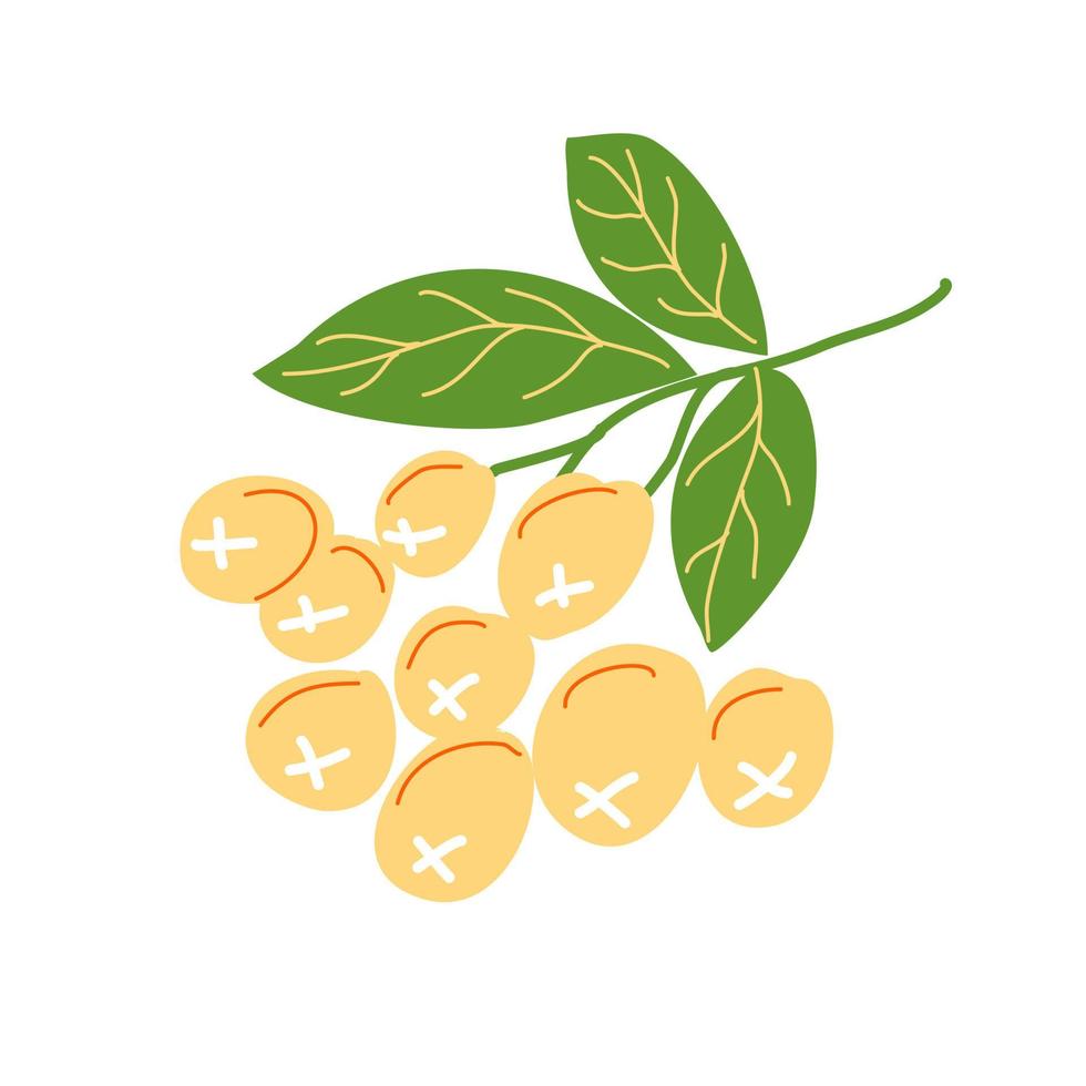 Sprig with yellow sea buckthorn berries. vector