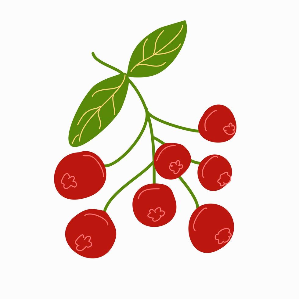 Sprig with red berries on a white background. vector