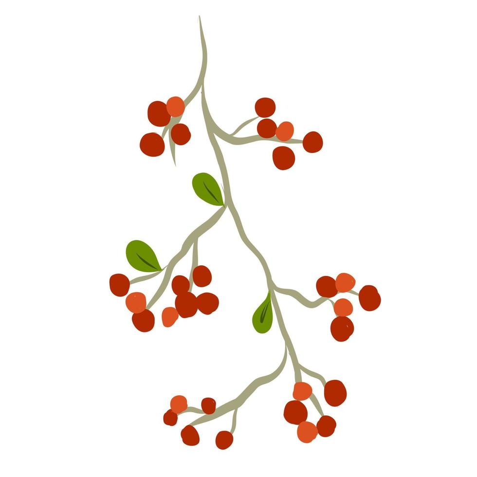 Orange rowan berries on a white background. vector