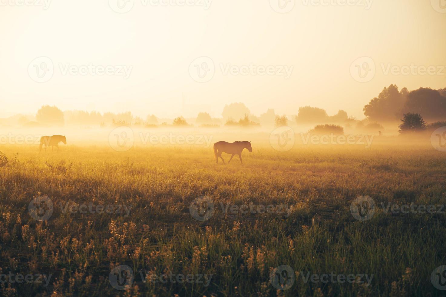 Silhouette of horses on the field photo