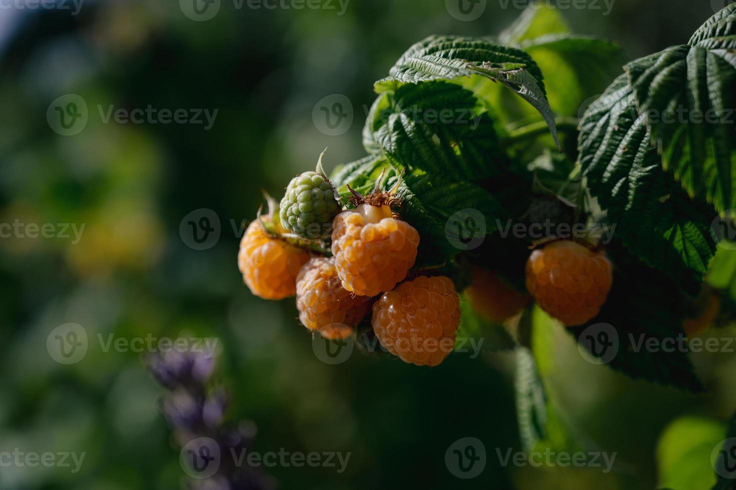 Bunch of berries on a branch photo