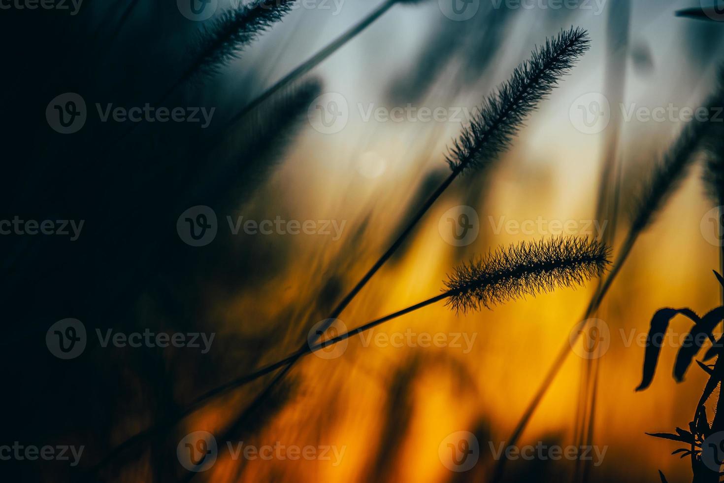 Green foxtail plant photo