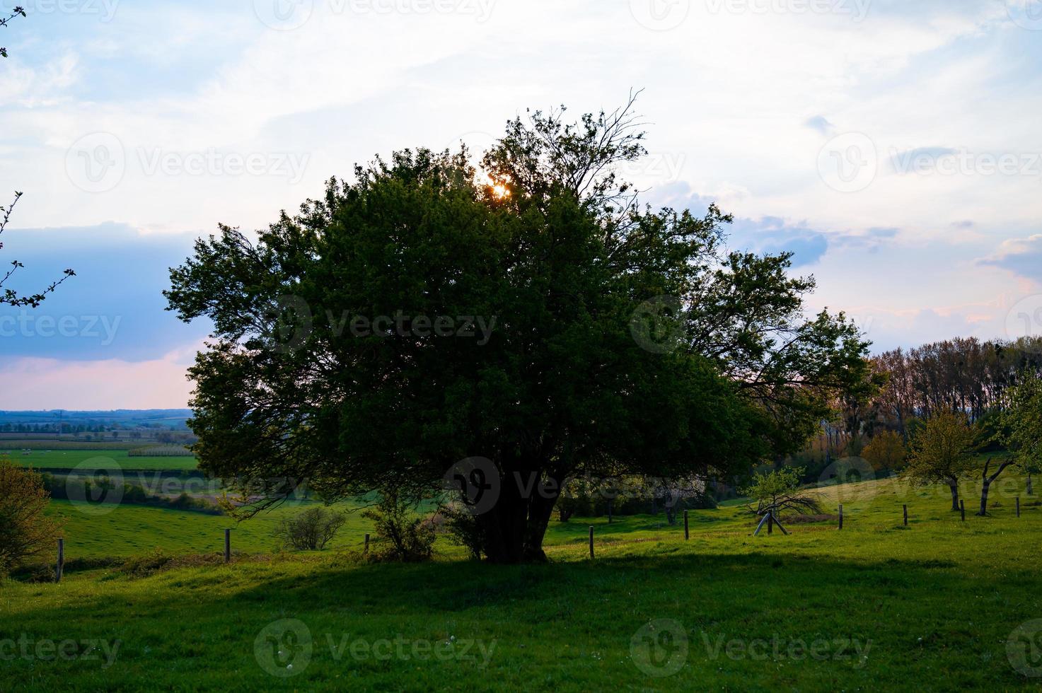 Single tree light by sun from the back photo