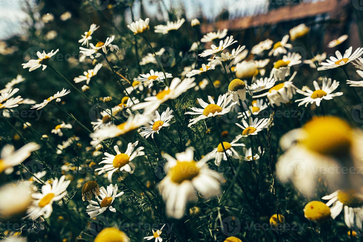 flores de margarita en el campo foto