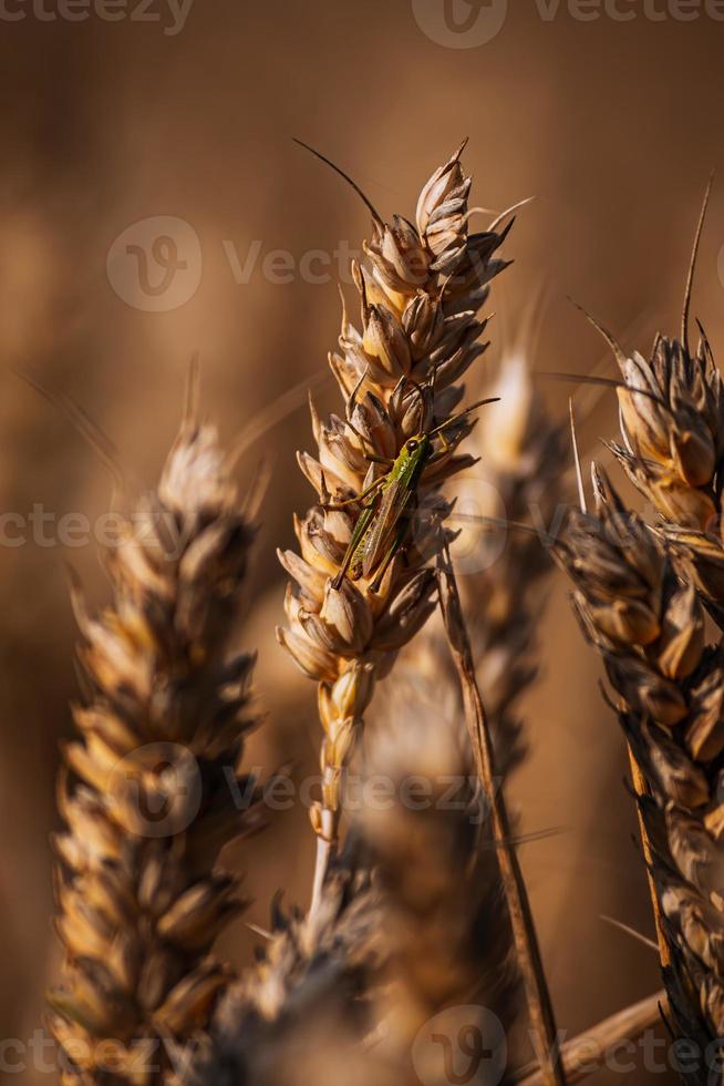 Insect on a wheat plant photo