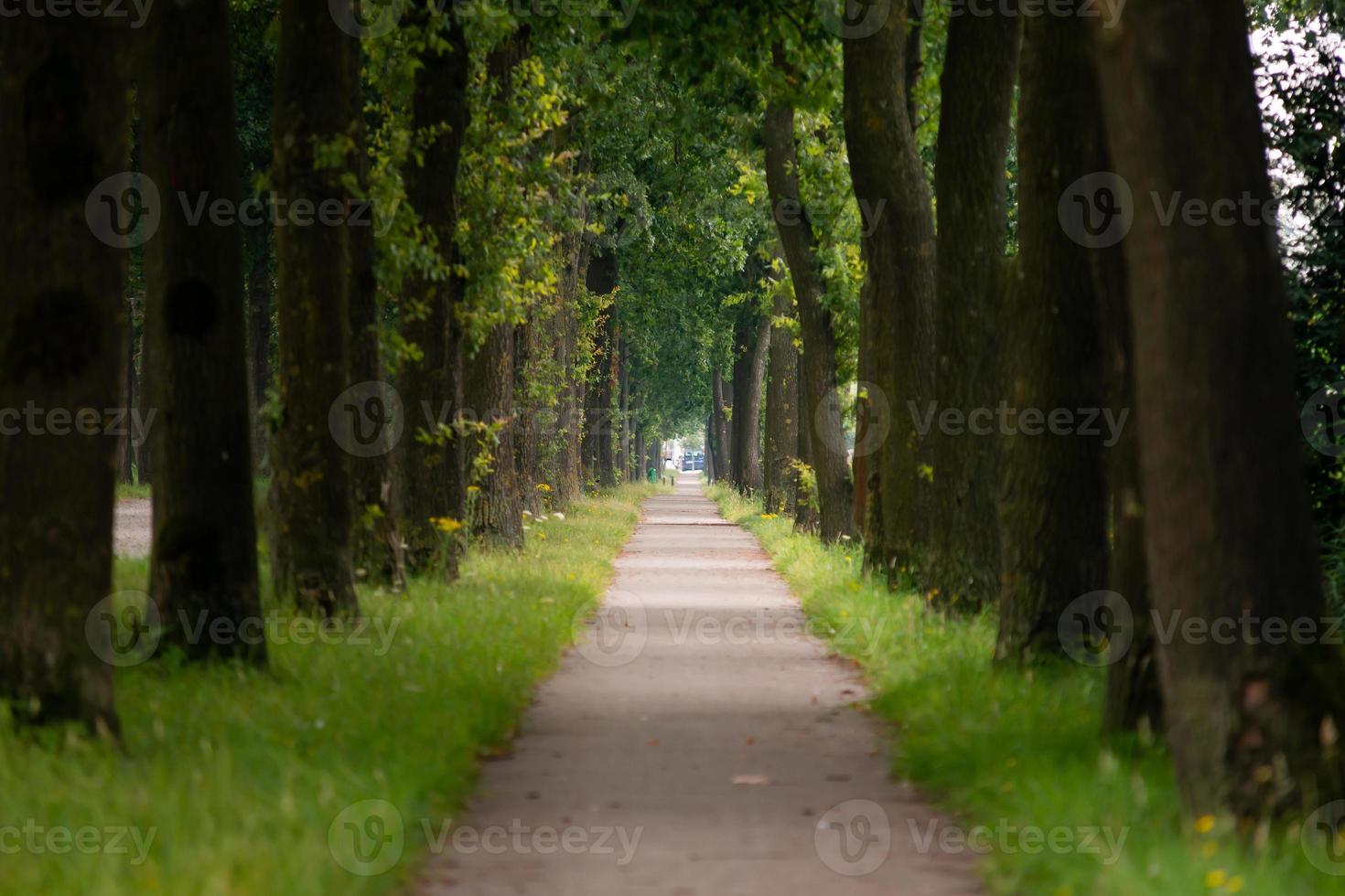Row of trees photo
