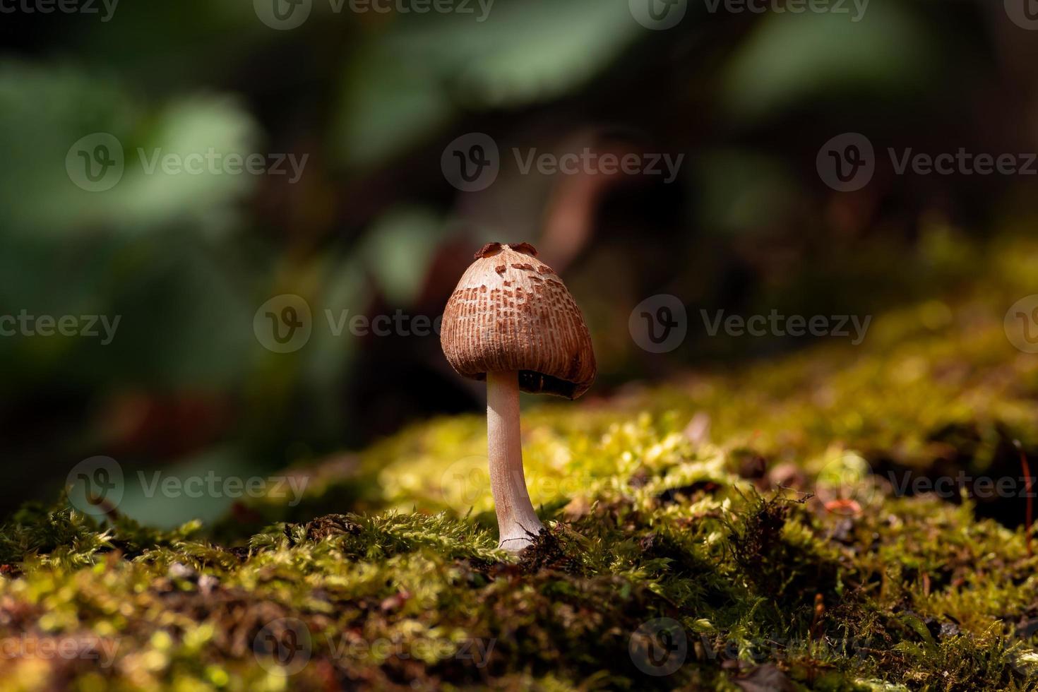 One isolated mushroom photo