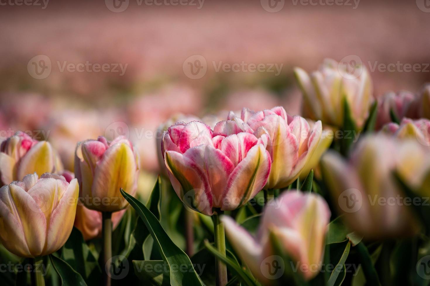 Field with pink tulips photo