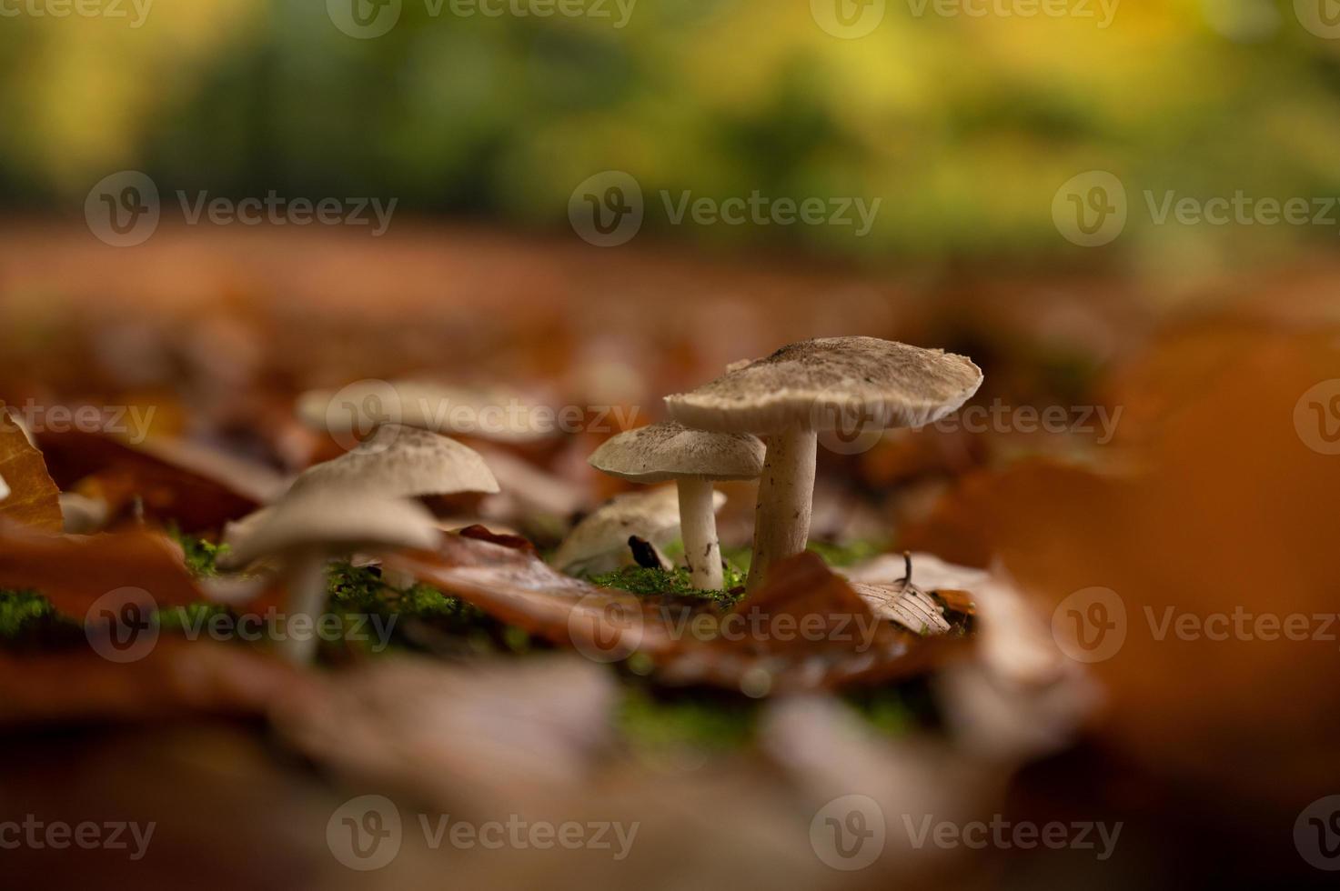 Young mushrooms autumn scene photo