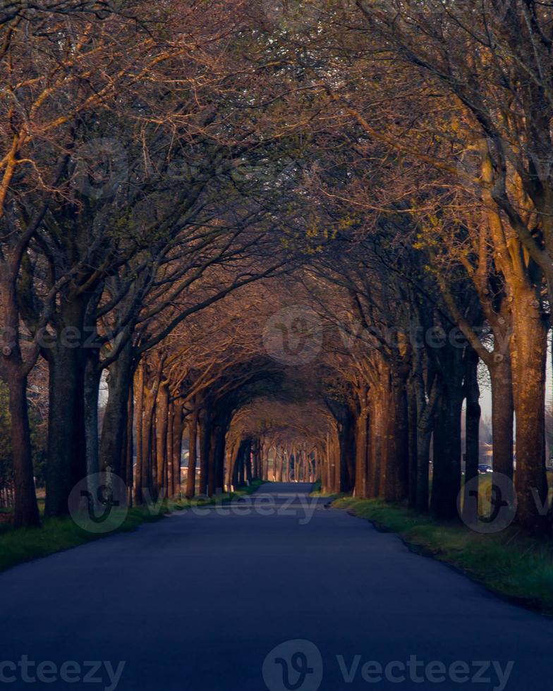 Canopy of trees over the road photo