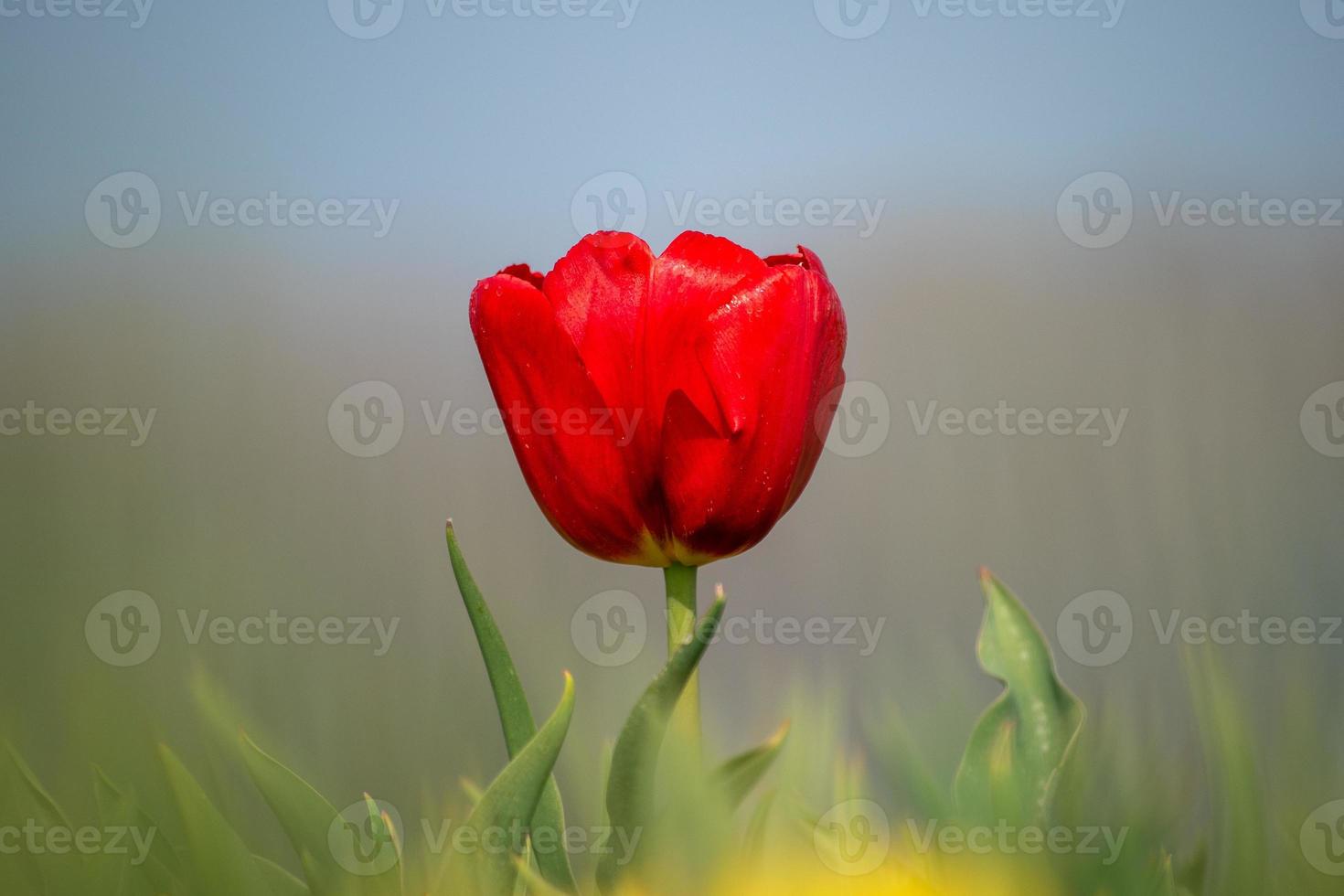 Red tulip on center of the frame photo