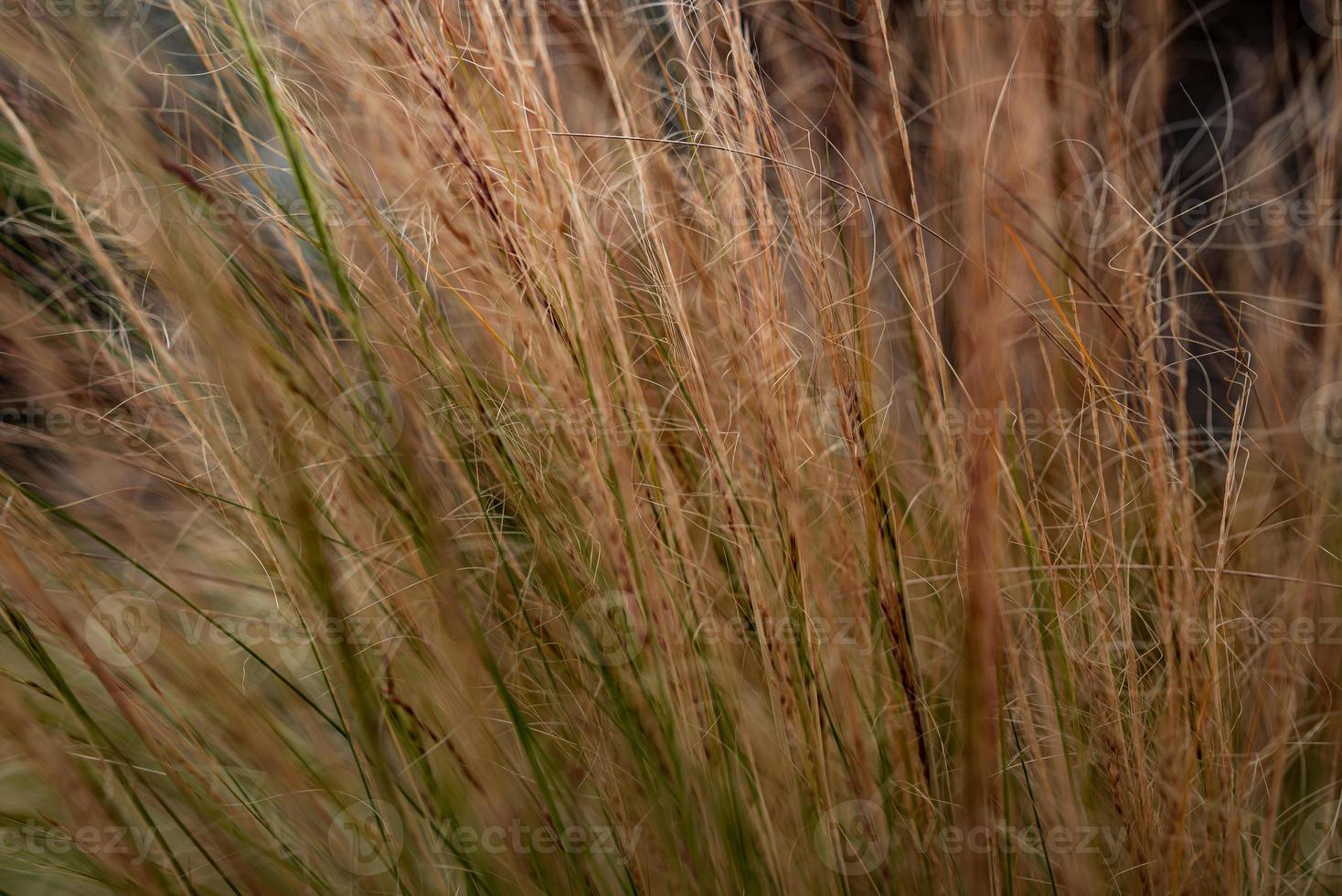 hierba de pluma de pelo seco foto