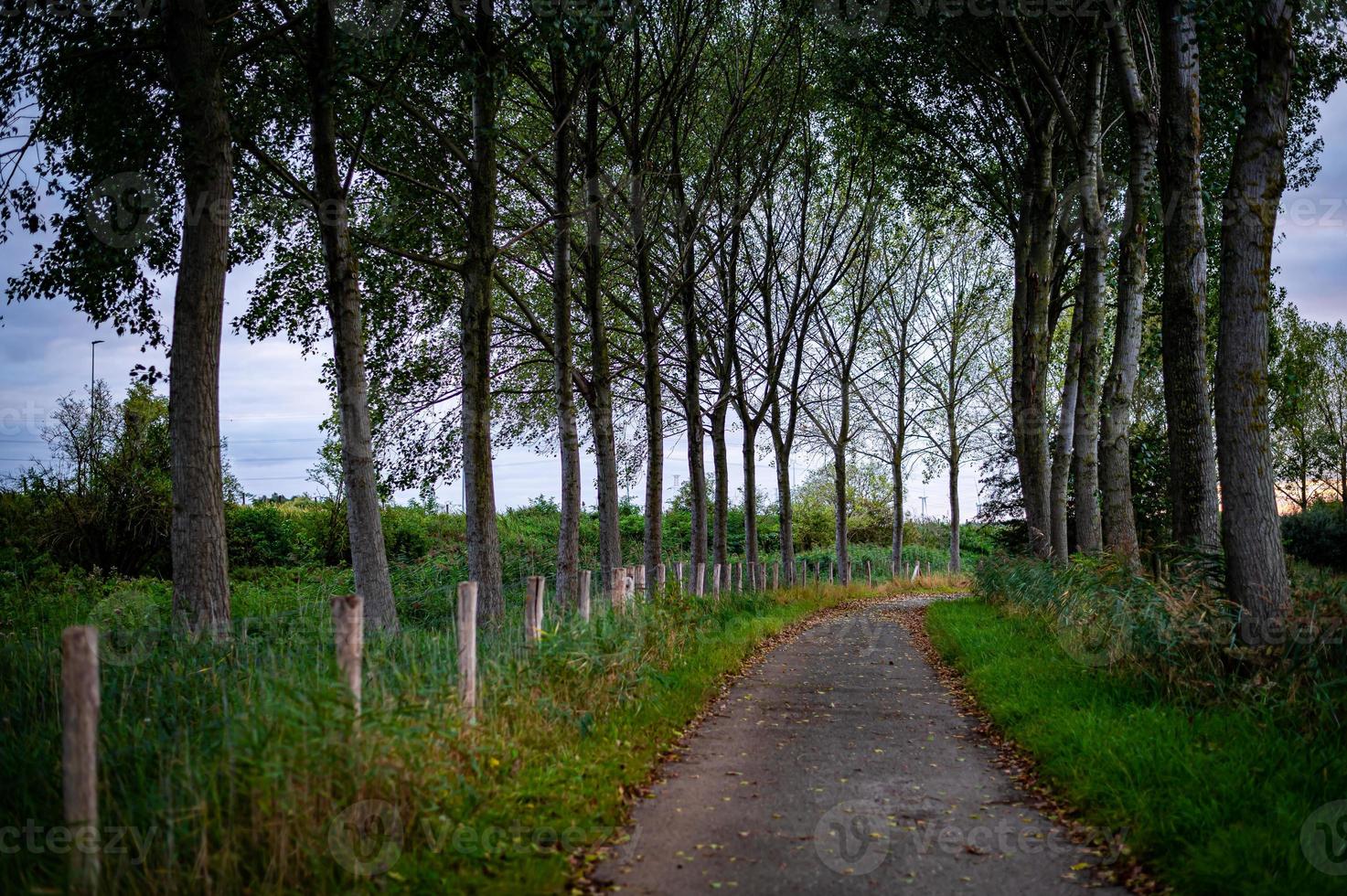 Path between the trees photo