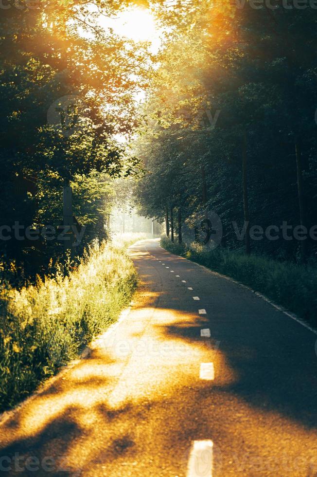 Bicycle road in the forest photo