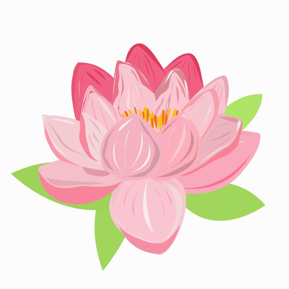 una flor de loto rosa sobre un fondo blanco. vector