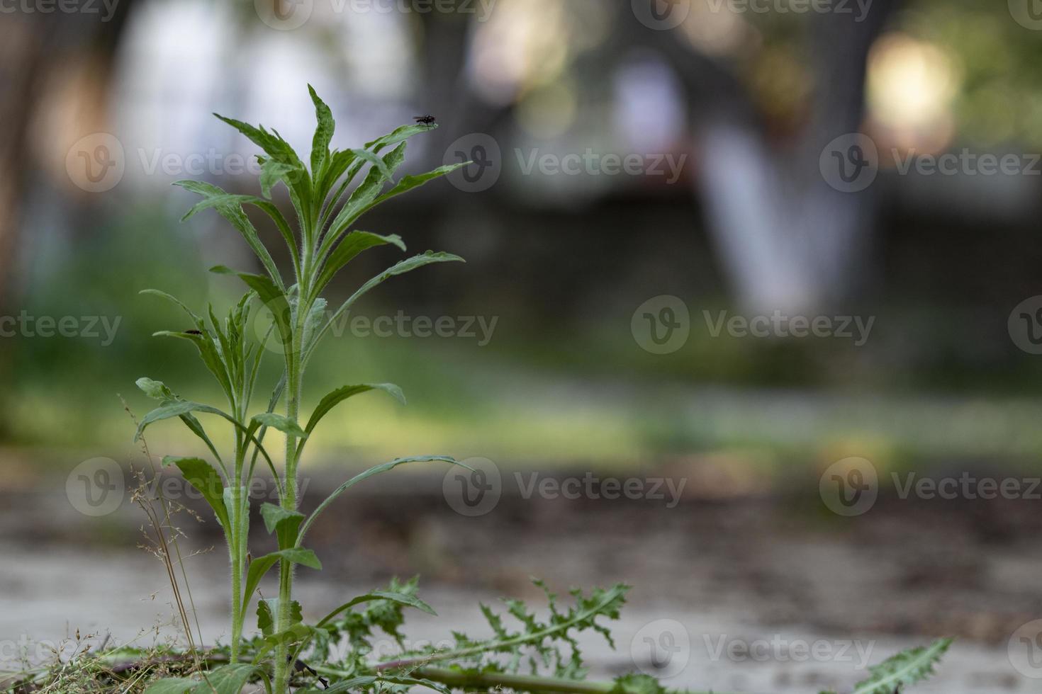 Green little plant in park, life source, the arrival of spring, blurred natural background photo