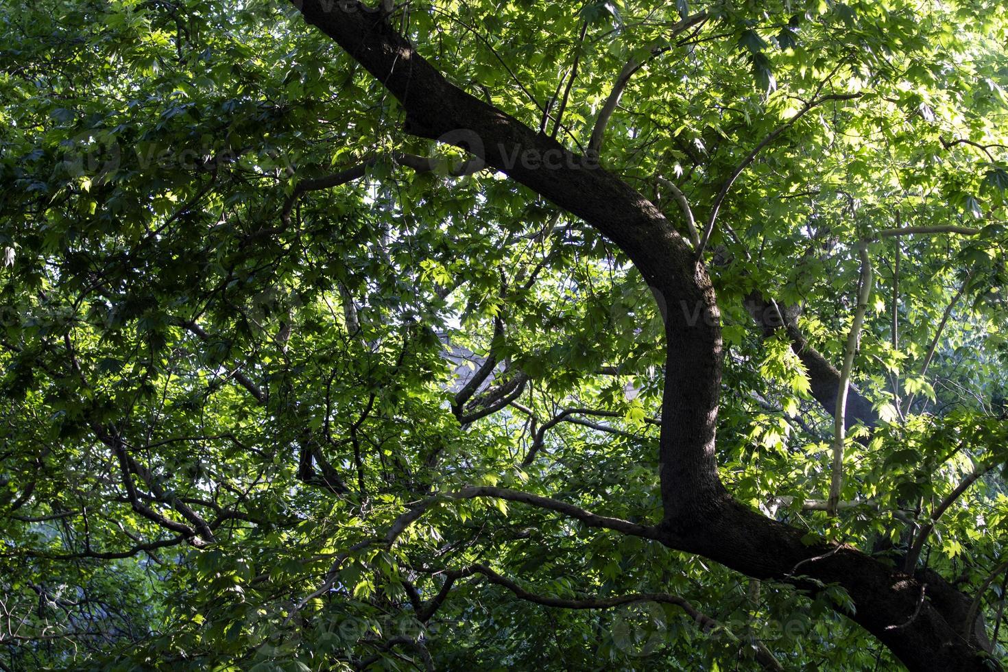 Forest in sunlight, Natural background, green leaf in forest. photo