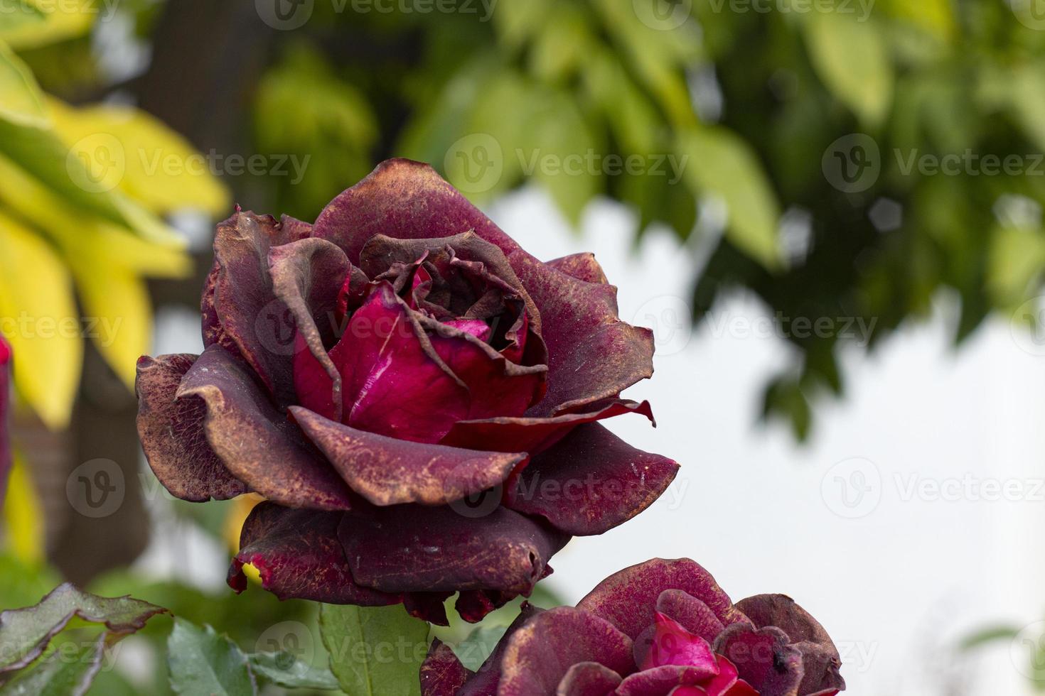 Red rose with blooming in the garden, to dry rose in the branch, A garden with red rose, green background photo