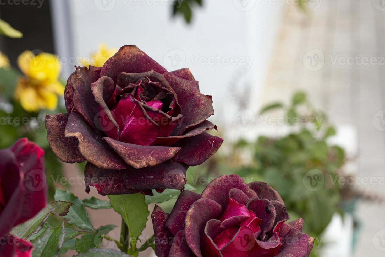 Red rose with blooming in the garden, to dry rose in the branch, A garden with red rose, green background photo