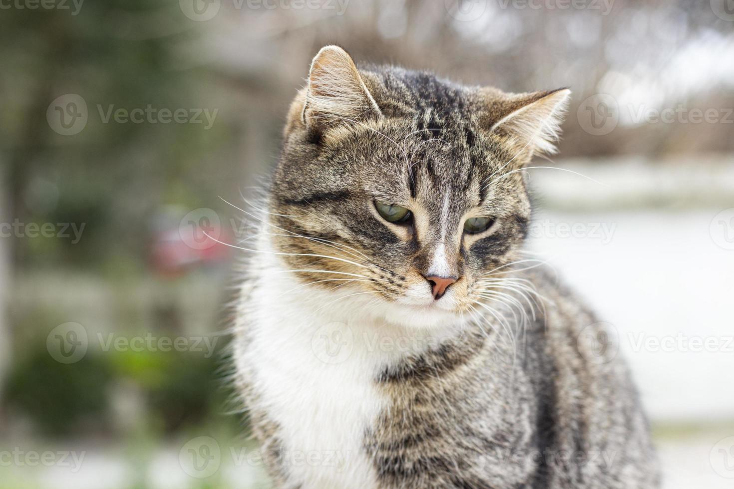 retrato del gato salvaje en, el gato vive en la calle. retrato de un gato rayado esponjoso. rayado, no un gatito de pura raza. foto