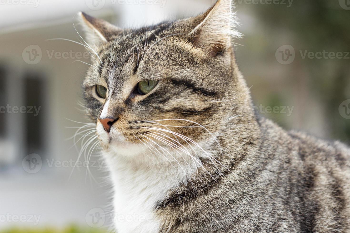 Portrait of the wild cat in, the cat lives on the street. Portrait of a fluffy striped cat. Striped, not a purebred kitten. photo