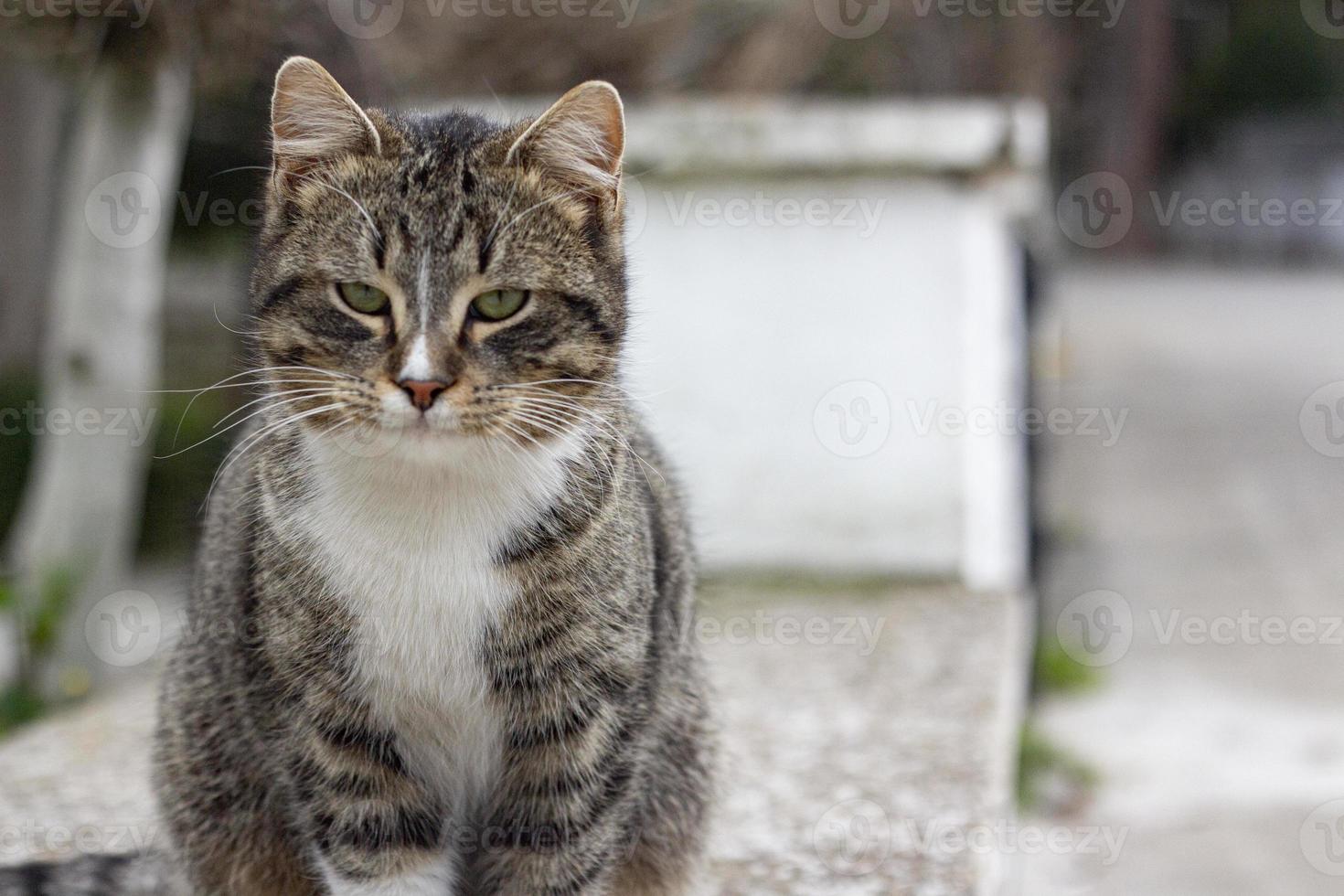 retrato del gato salvaje en, el gato vive en la calle. retrato de un gato rayado esponjoso. rayado, no un gatito de pura raza. foto