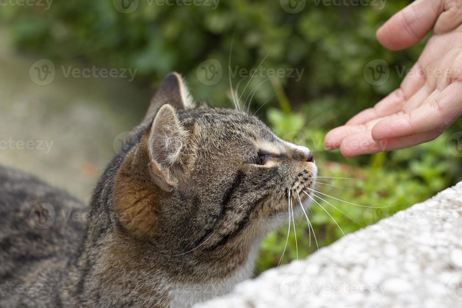 retrato del gato salvaje en, el gato vive en la calle. retrato de un gato rayado esponjoso. rayado, no un gatito de pura raza. foto