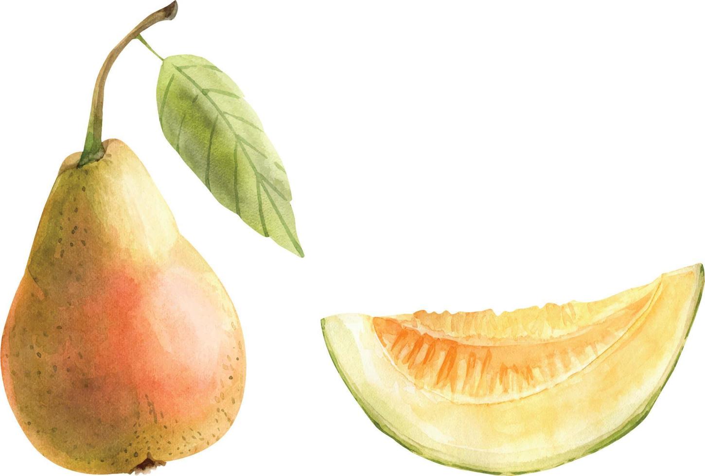 set of fruits pear and melon. watercolor illustration. vector