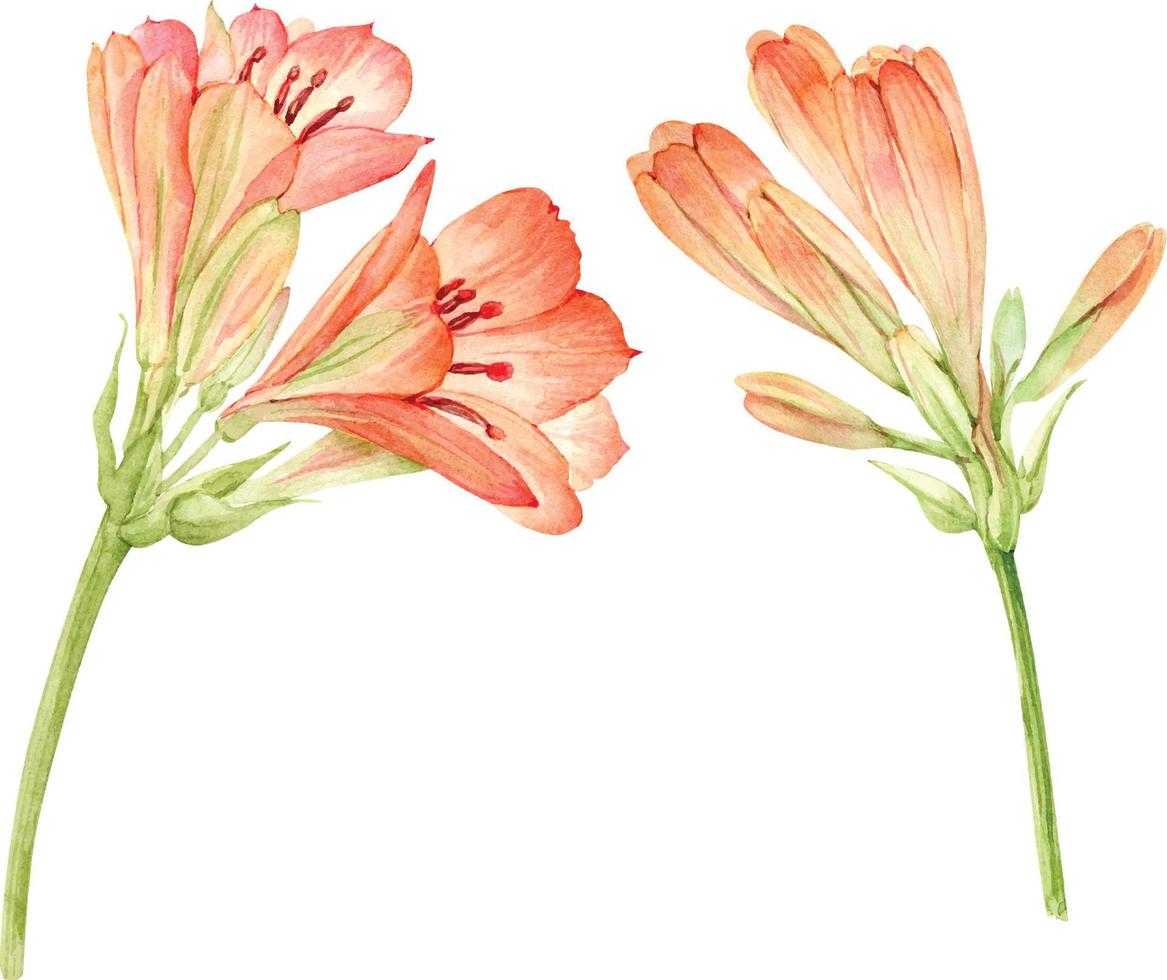 Set of branches with orange watercolor flowers. vector