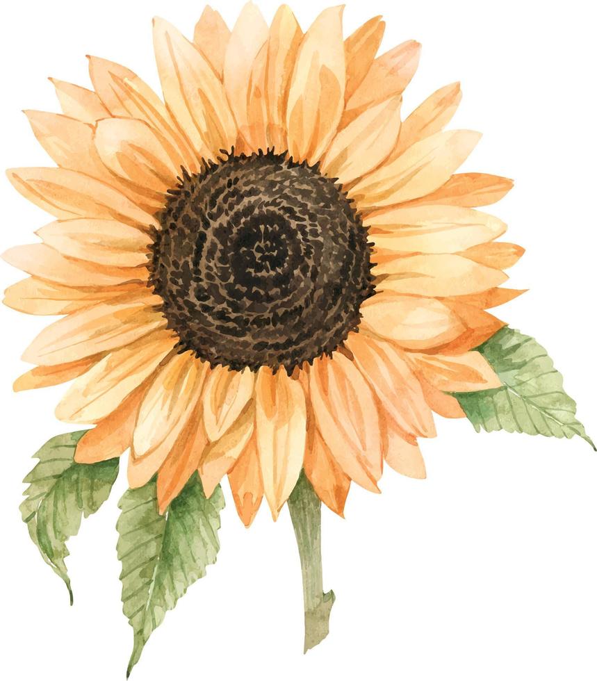 Yellow sunflower flower, watercolor illustration. vector