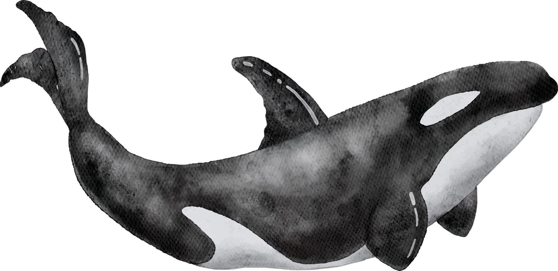 Watercolor illustration of a great black whale. hand painted . vector