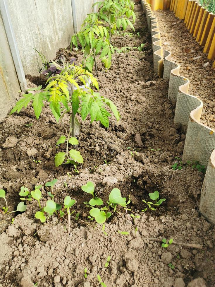 Tomato bushes. agricultural plants photo
