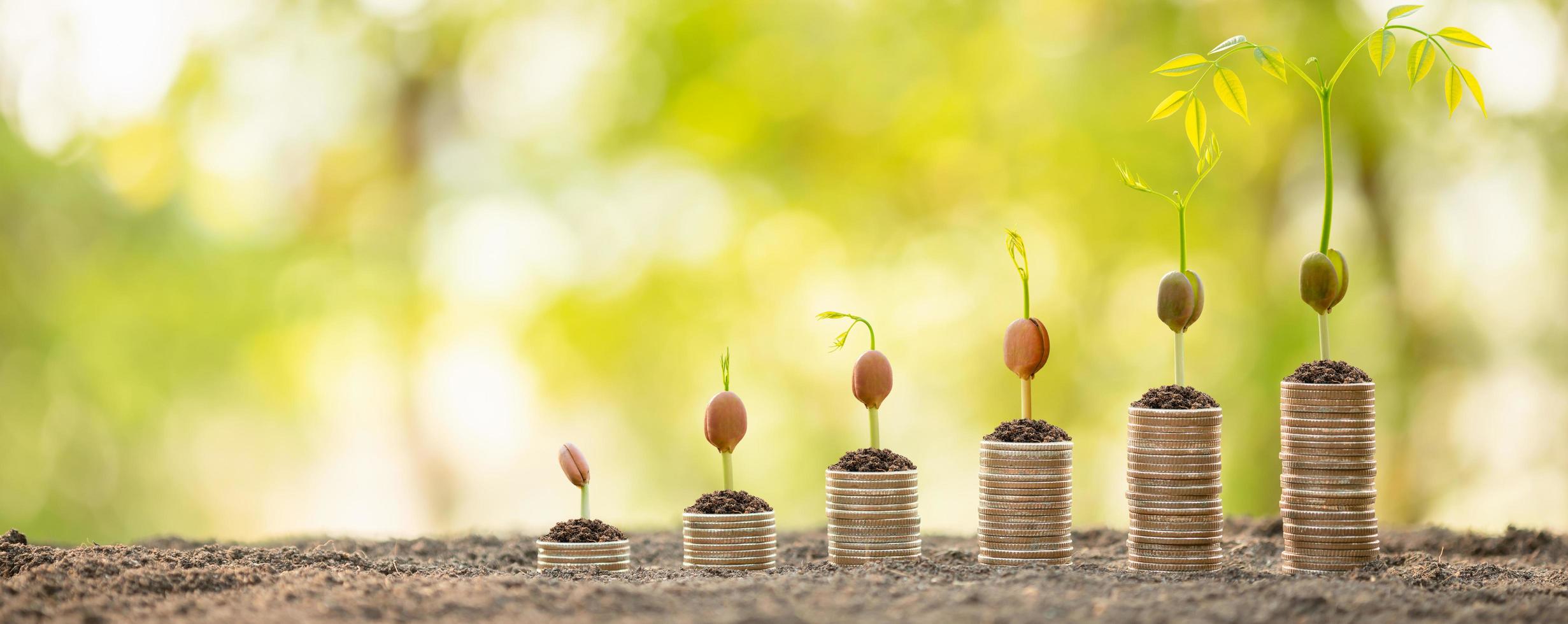 Coin stack with green tree on top. Business success, Financial or money growing concept photo