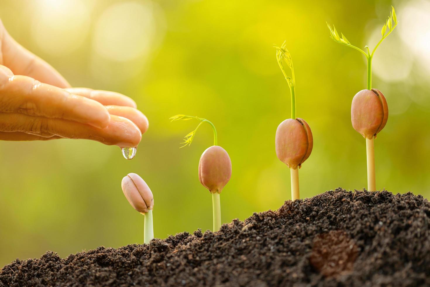 Green sprout growing in soil with outdoor sunlight and green blur background. Growing and environment concept photo