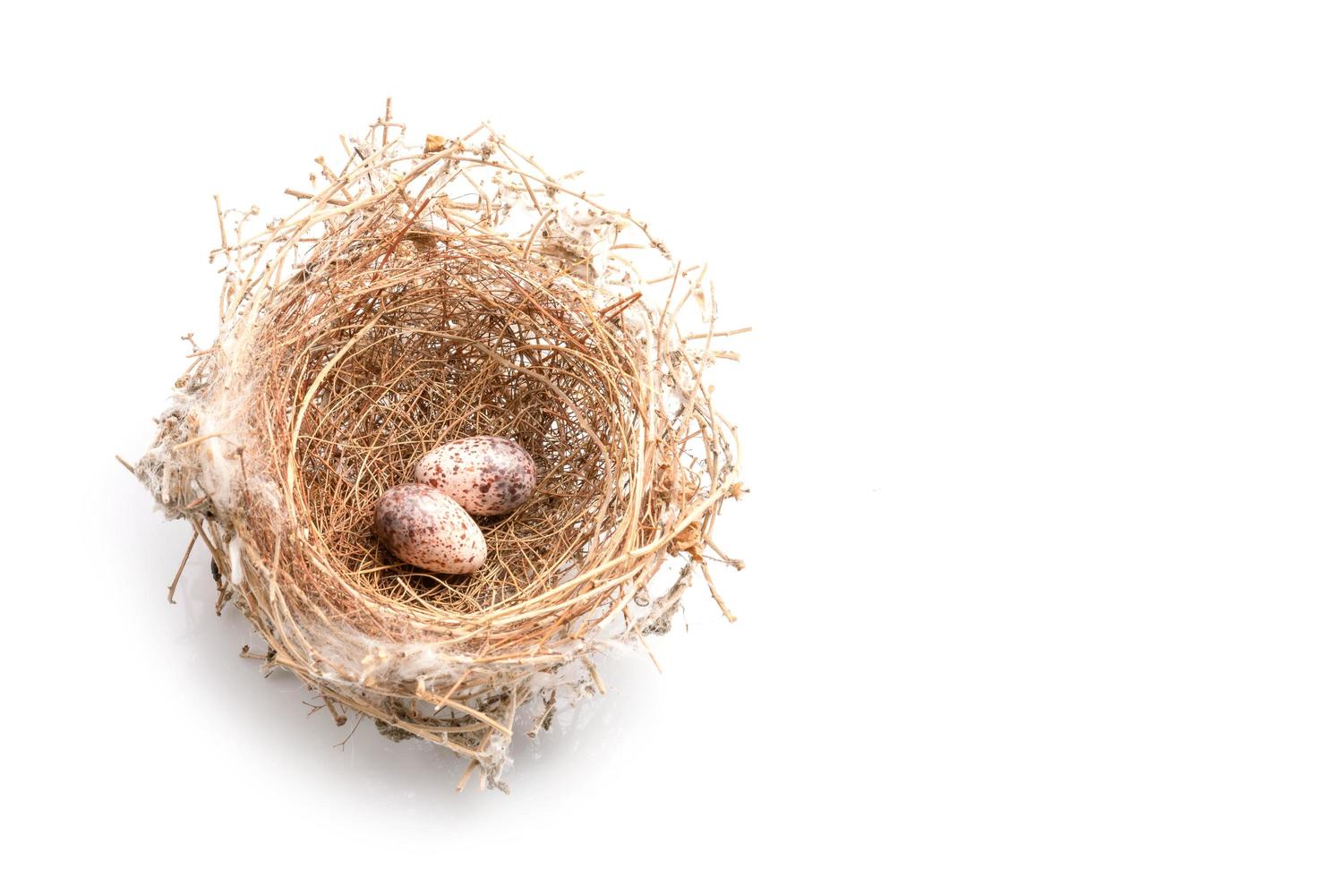 dos huevos de pájaros de paloma cebra en un nido de hierba seca marrón aislados en blanco foto
