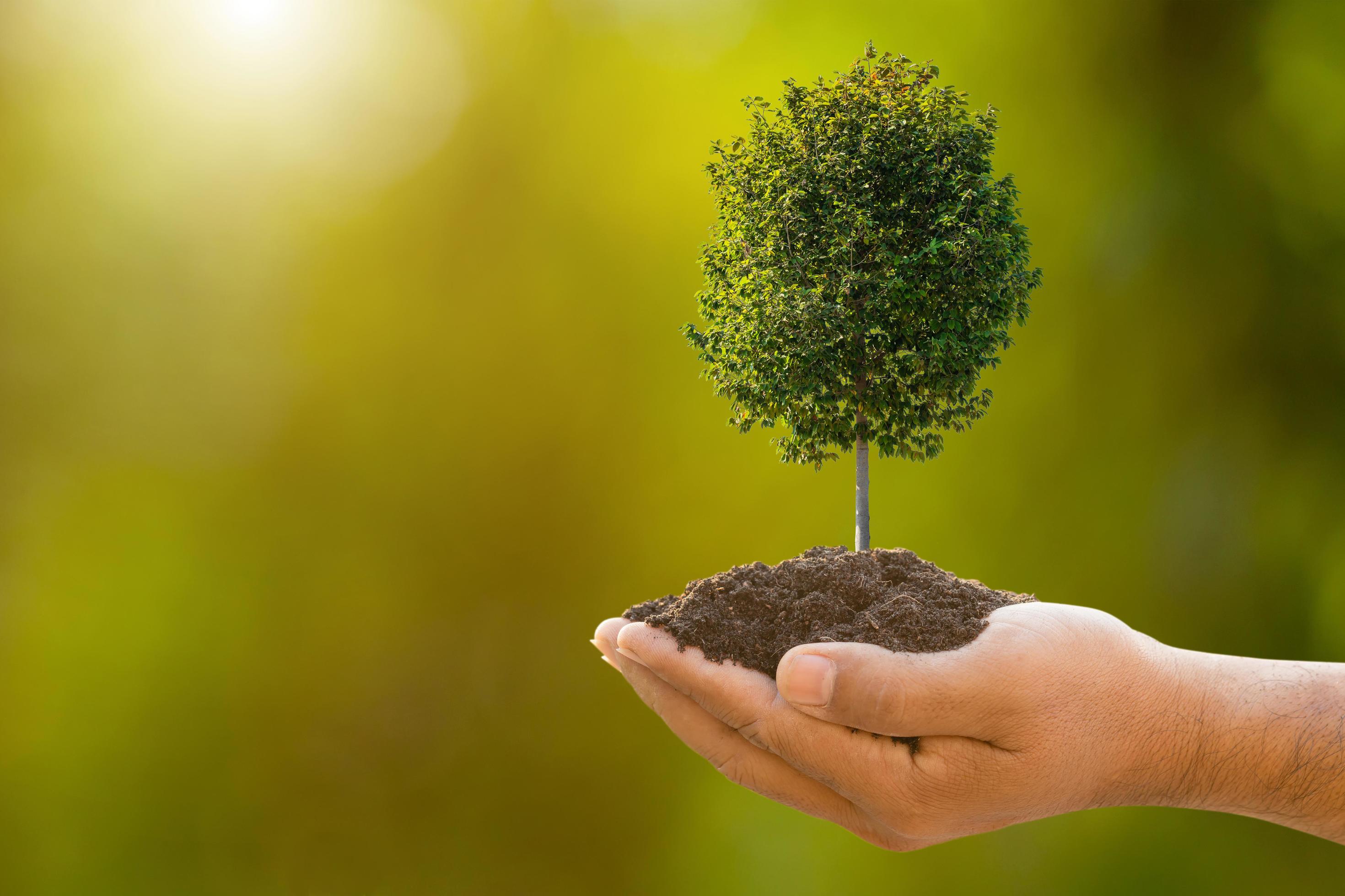 Hand holding soil and tropical tree young on green garden blur background.  Growth and environment concept 6305515 Stock Photo at Vecteezy