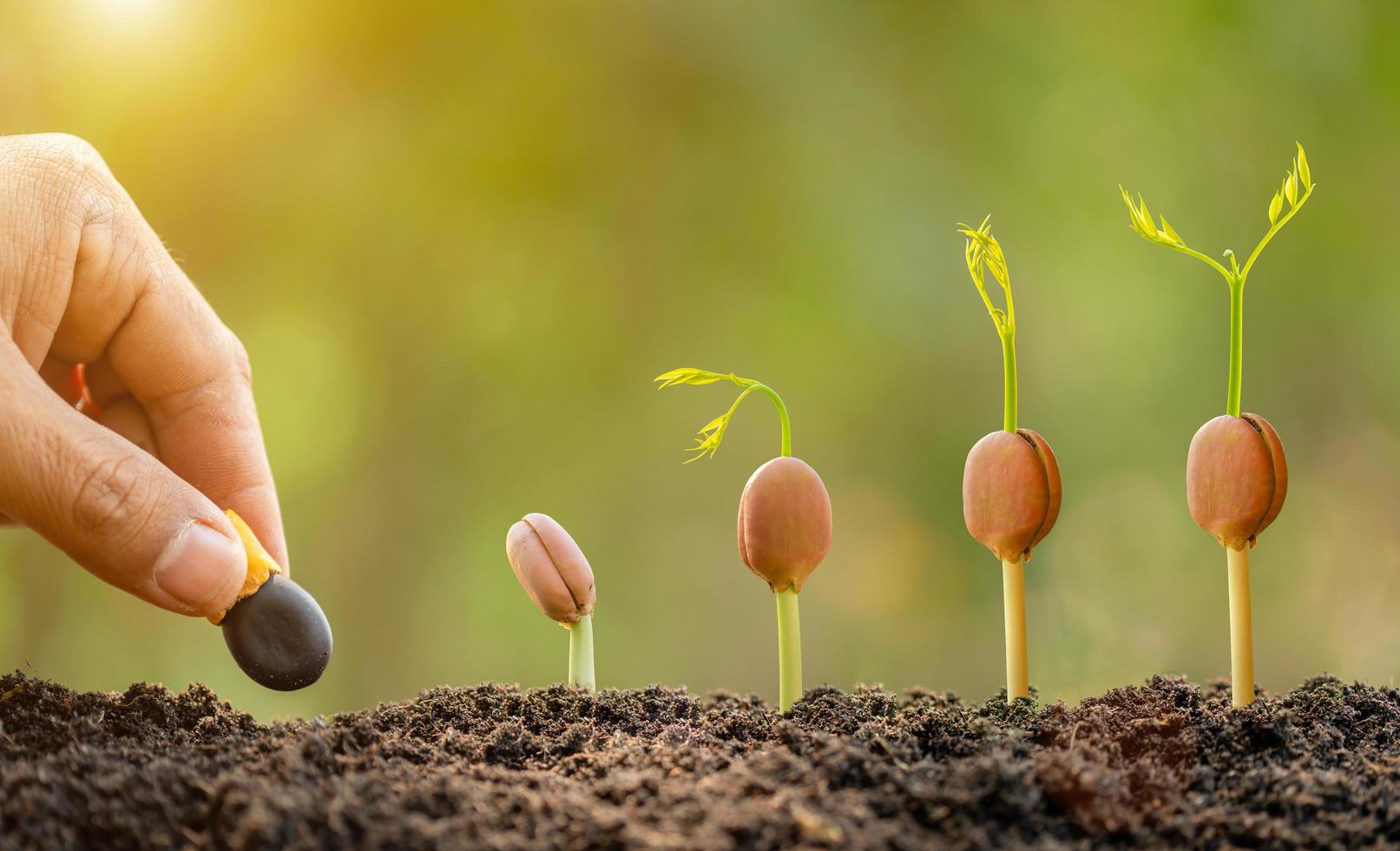 Hand of farmer planting a black seeds of Afzelia, Doussie or Makha mong tree in soil. Growth and environment concept photo