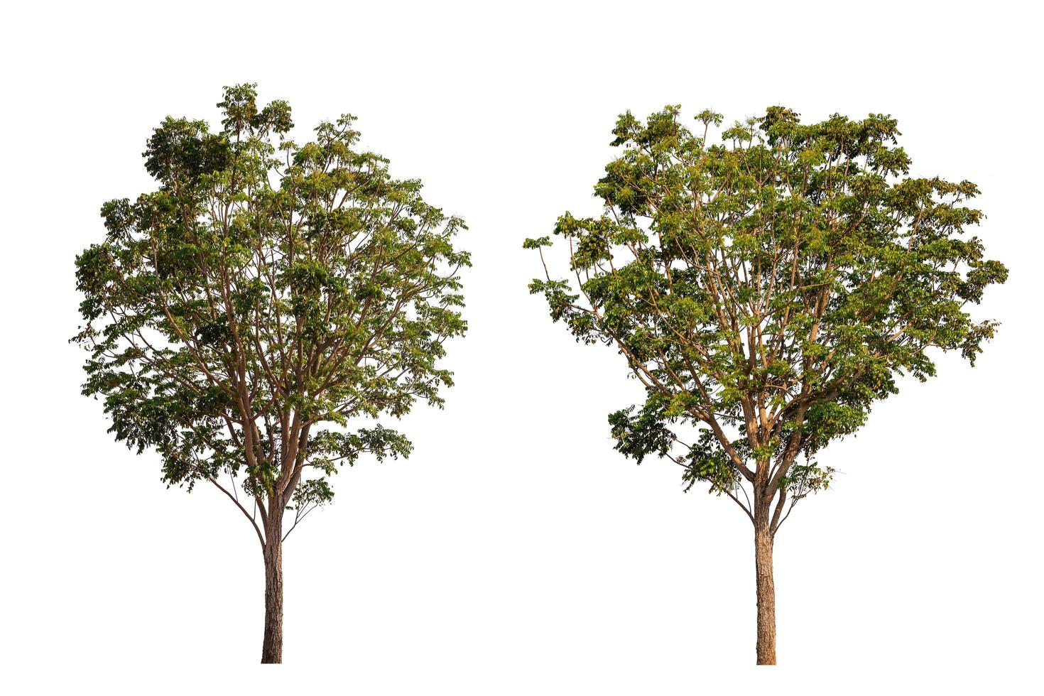 Large green neem tree, nimtree or Indian lilac isolated on white. Saved with clipping path photo