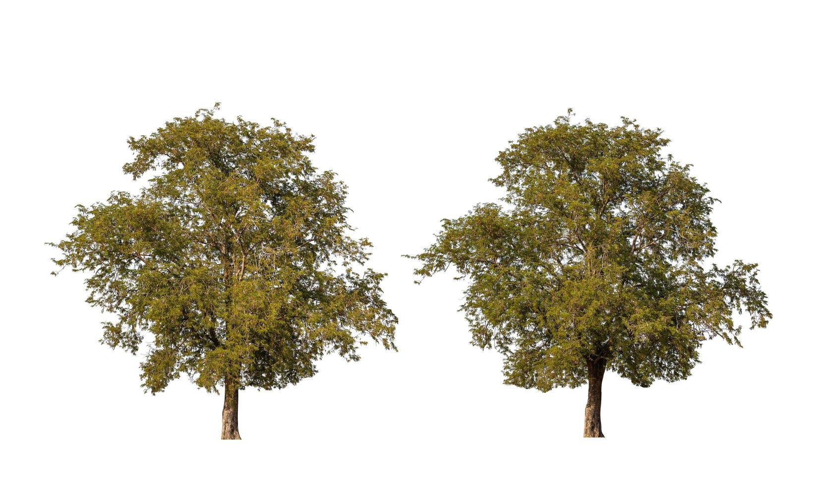 Large tropical tree isolated on white. Saved with clipping path photo