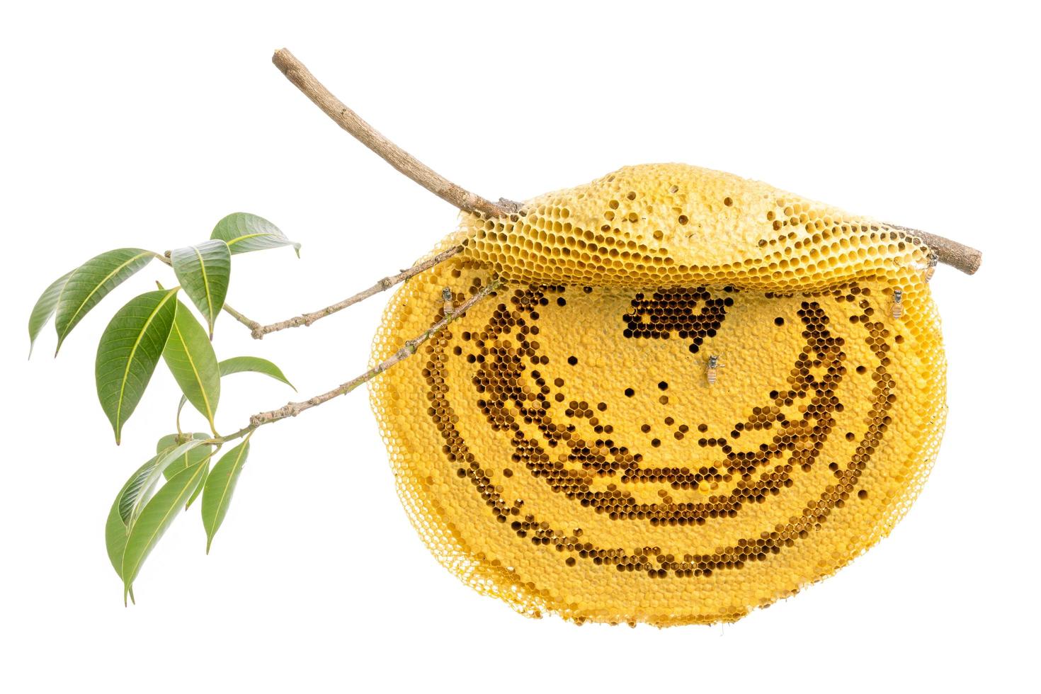Honeycomb hang on the tree branch isolated on white photo