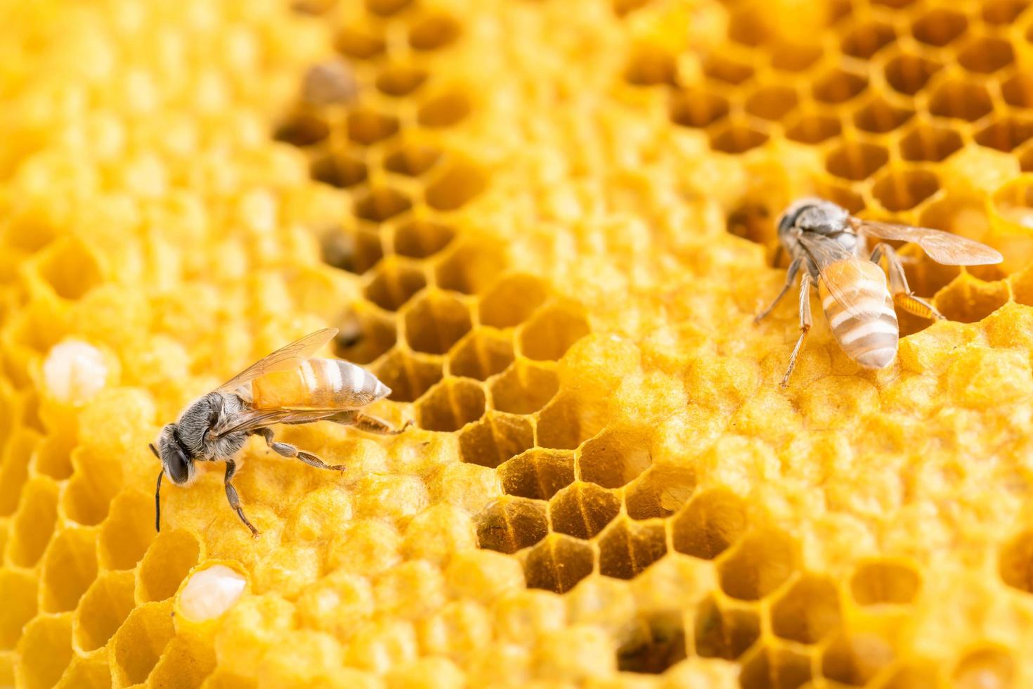 grupo de abejas en sesión de estudio de panal. concepto de comida o naturaleza foto