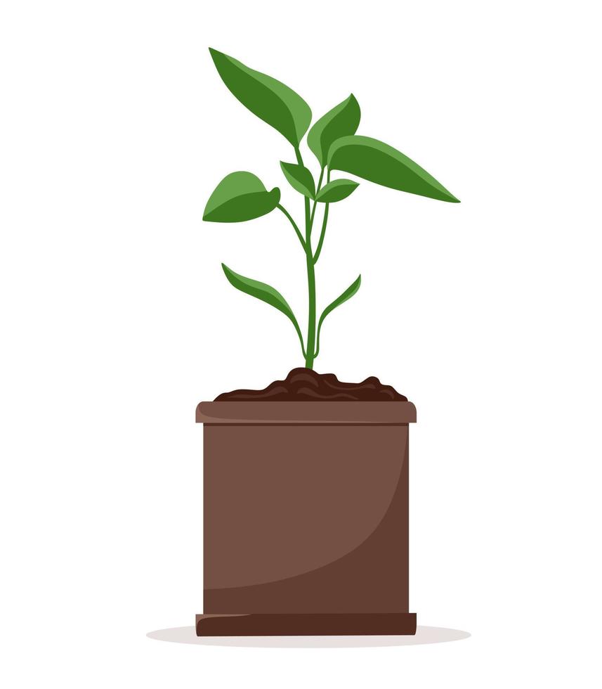 Seedlings of pepper plants in pots. Cultivation of garden plants. Plant care. Vector illustration