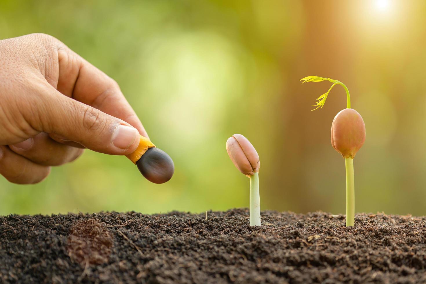 Hand of farmer planting a black seeds of Afzelia, Doussie or Makha mong tree in soil. Growth and environment concept photo