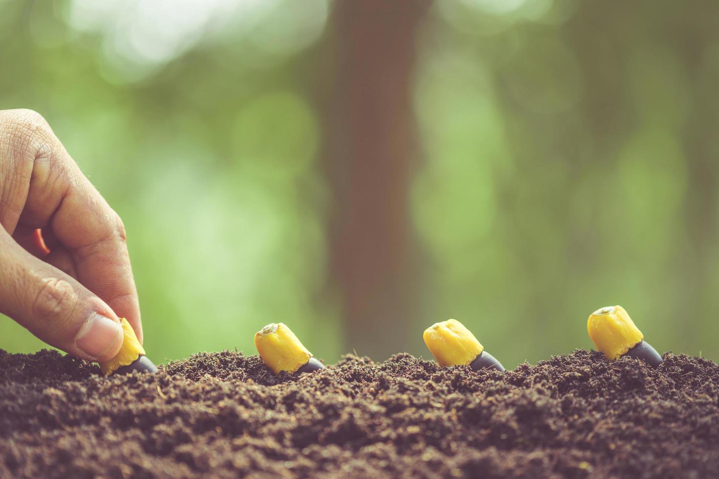 Hand of farmer planting a black seeds of Afzelia, Doussie or Makha mong tree in soil. Growth and environment concept photo