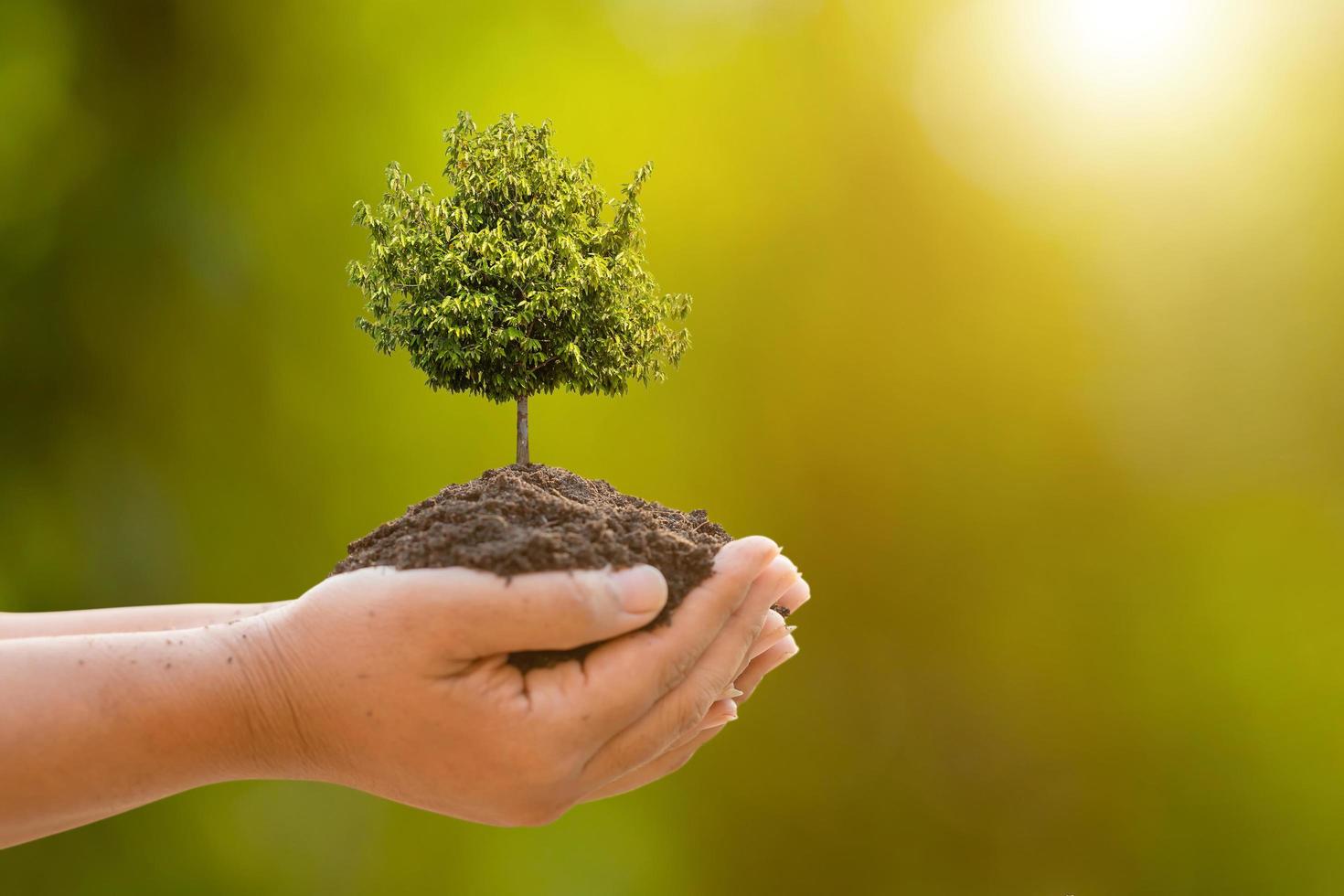 Hand holding tropical tree in soil on green garden blur background. Growth and environment concept photo