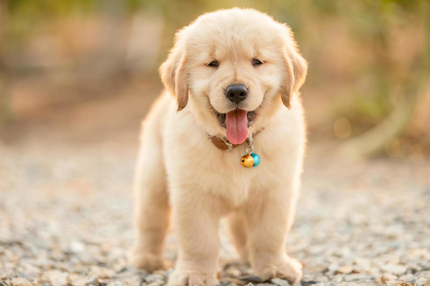 Cute puppy Golden Retriever standing in the outdoor garden on blur ...