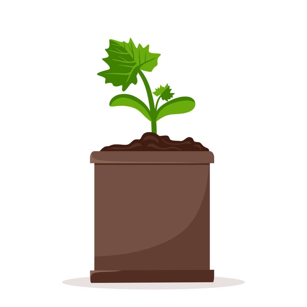 Seedlings of cucumber plants in pots. Cultivation of garden plants. Plant care. Vector illustration